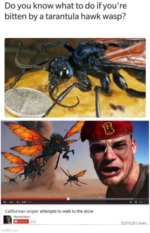 Answer is accept pain, Tarantula Hawk Wasp sting is the most painful of all insects - meme
