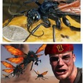 Answer is accept pain, Tarantula Hawk Wasp sting is the most painful of all insects