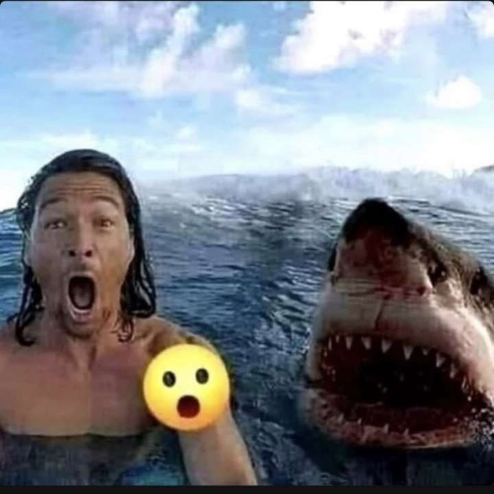:o :shark: - meme