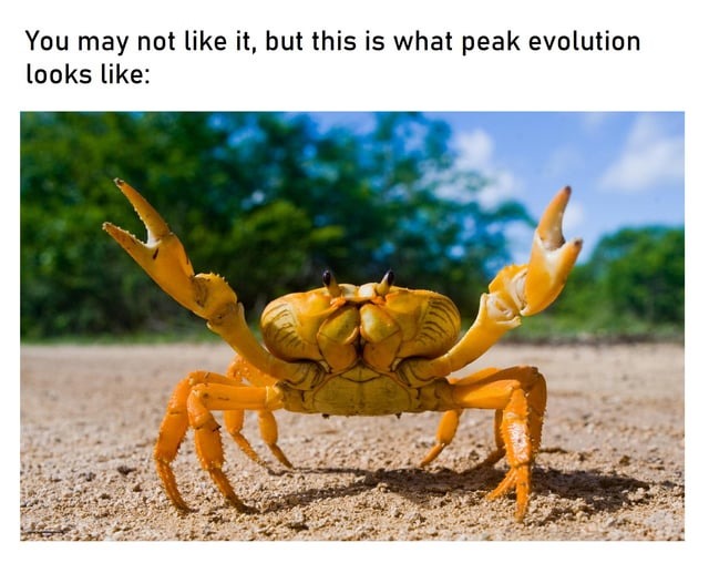 Peak evolution - meme