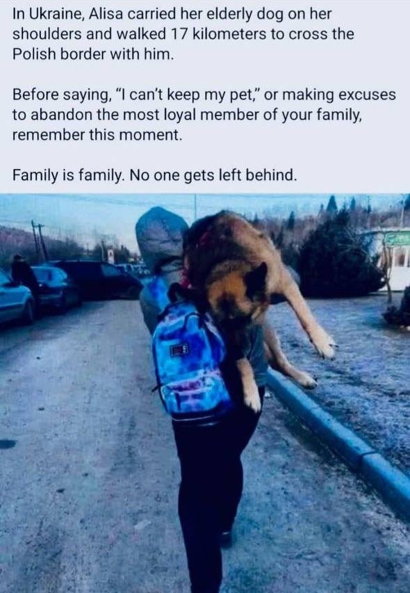 Ukrainian girl carried her elderly dog 17km to safety - meme