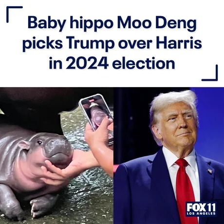 Moo Deng picks Trupm over Harris in 2024 election meme news