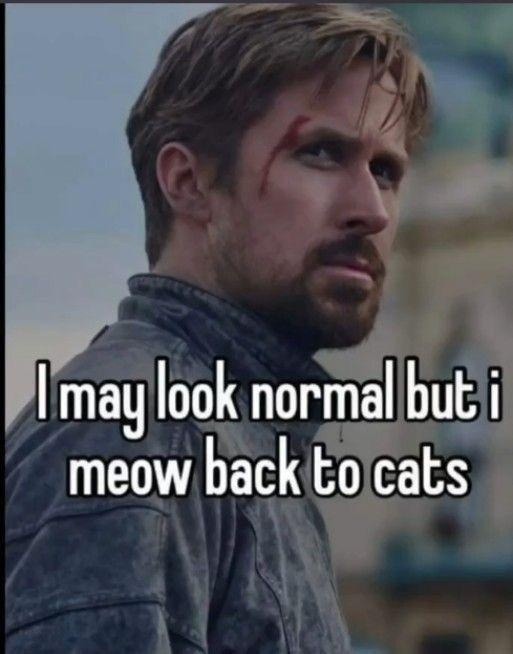 I may look normal but I 100% meow back at cats - meme