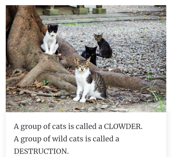 кошка внезапно начинает