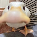 This quack detects [insert]