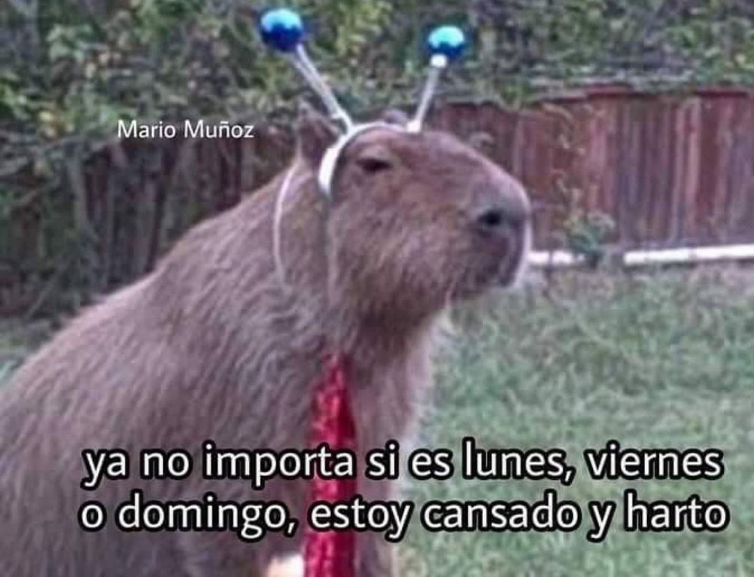 Lunes de capibara - meme