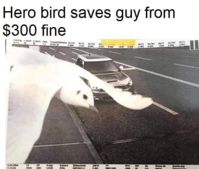 Do the make bird sized capes? - meme