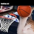 Dunking cat meme