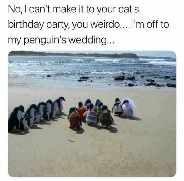 Happy birthday but im' off to my penguin's wedding - meme