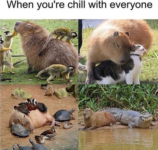 wholesome capybaras - meme