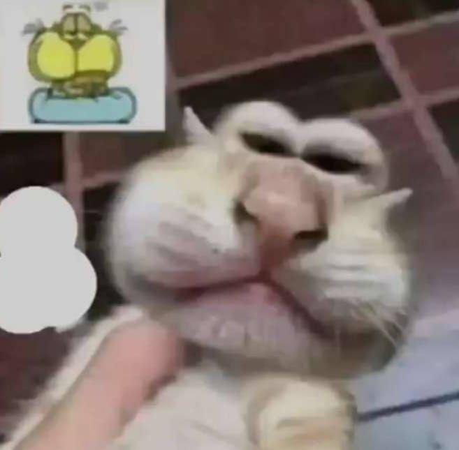 Gaturrodroid - meme