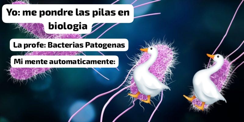 Bacterias Patogenas: - meme