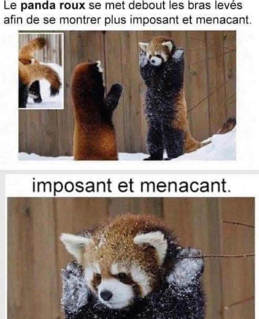 Le panda roux qui fait le grand pour faire peur... mignon mais flippant - meme