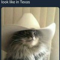 Texan cat in the hat