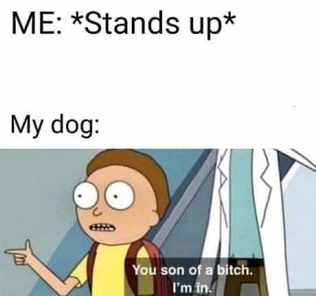 My dog - meme