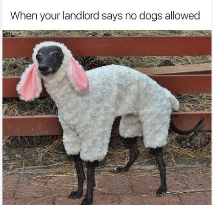 Dog into Sheep=Sheep dog - meme