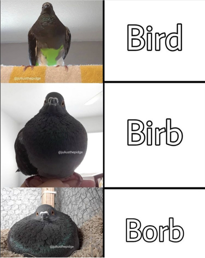Wonder if anyone out there would squeeze the birb..? - meme