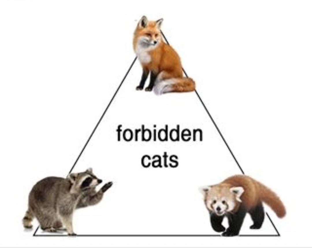 FORBIDEN CATS - meme