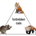FORBIDEN CATS