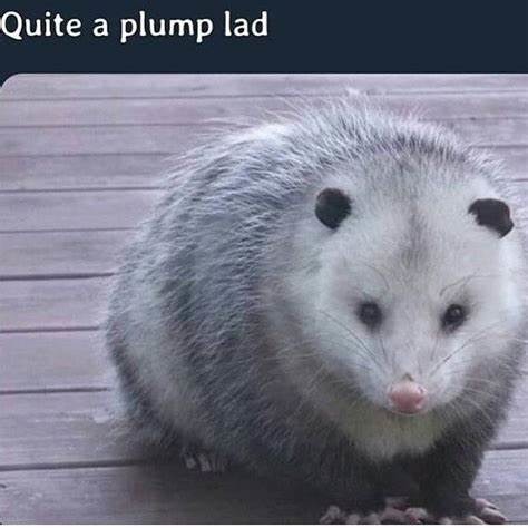 Opossum - meme