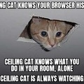 Ceiling Cat can testify in court