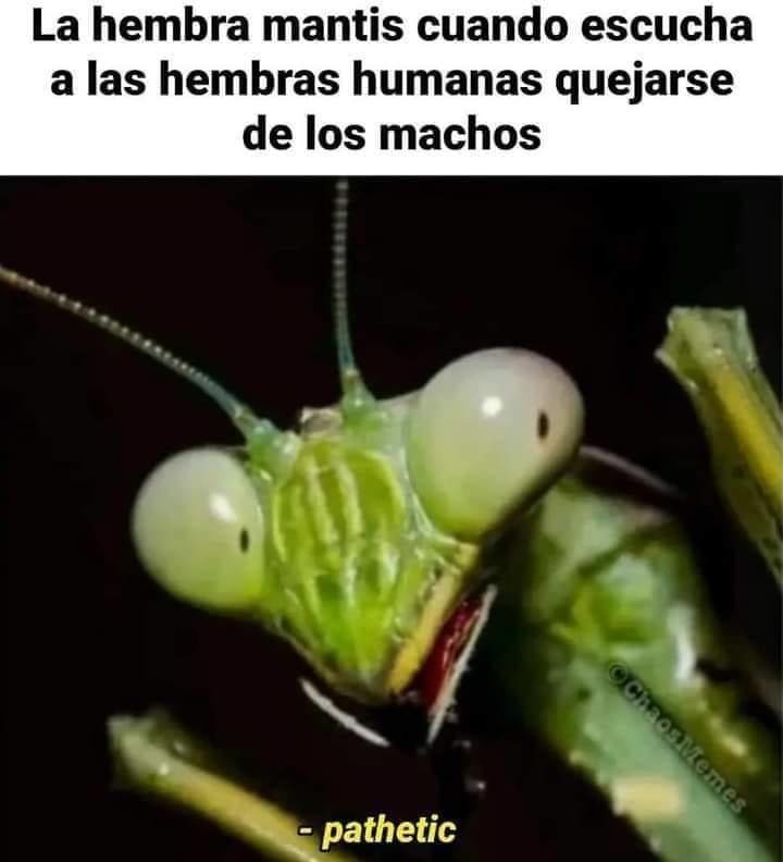 Mantis - meme