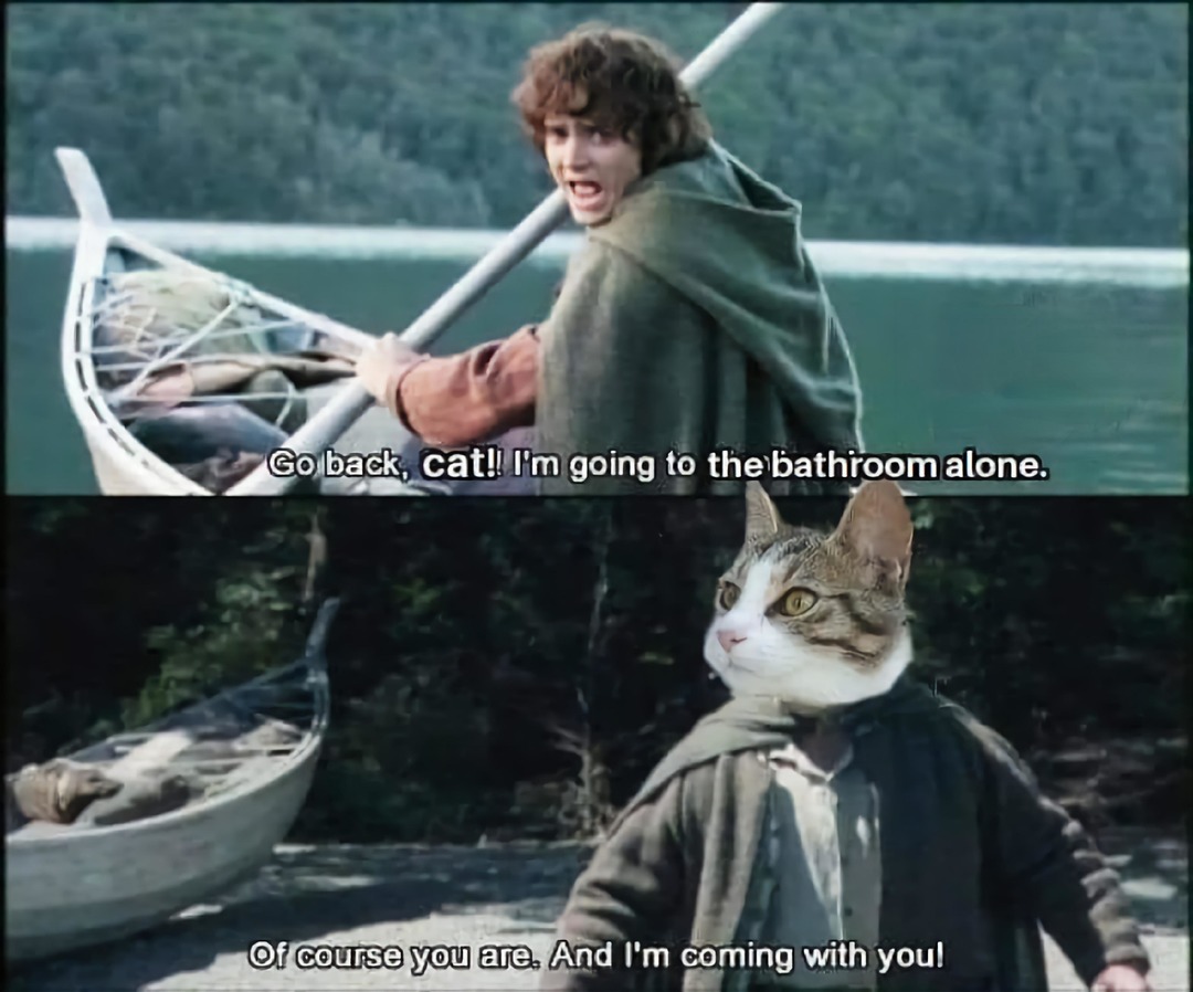 The best cat meme ever
