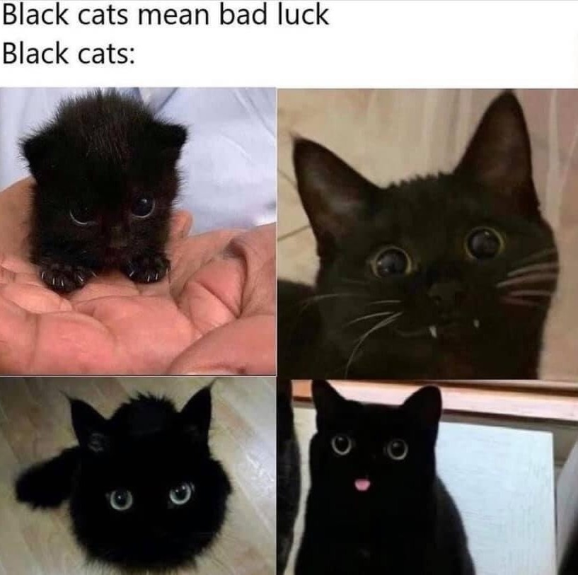 cats are the best - meme