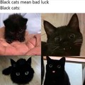 cats are the best