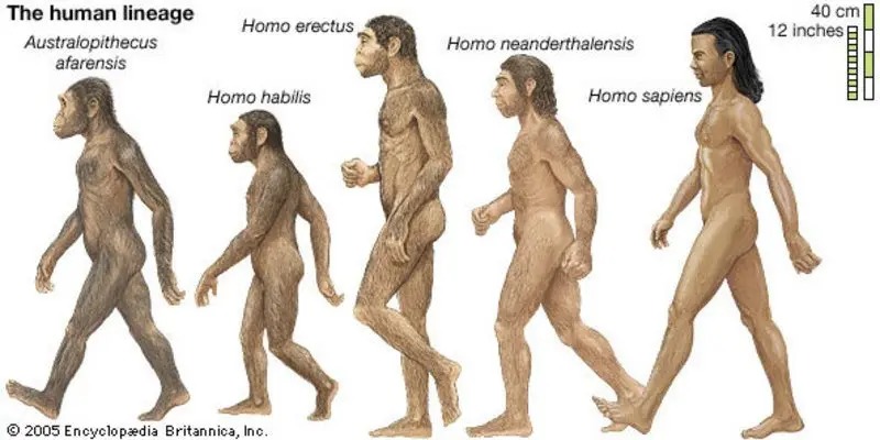 evolucion del memedroider desde el homo sapiens hasta australopithecus que es la raza actual