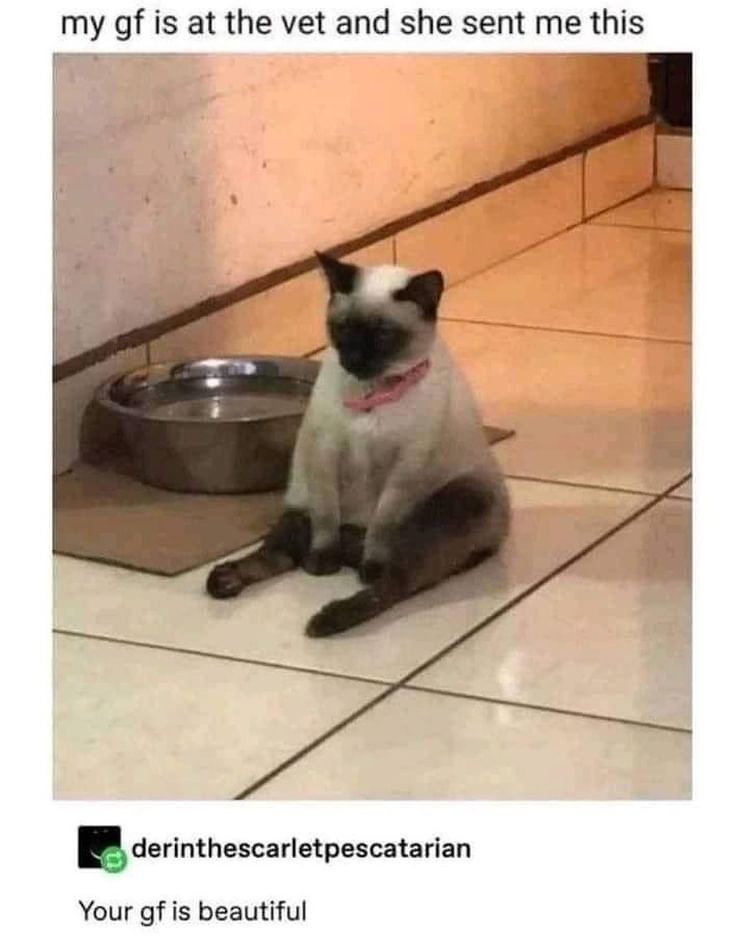 Posting cute cat memes till novagecko bans me - Meme by Yuuyu :) Memedroid