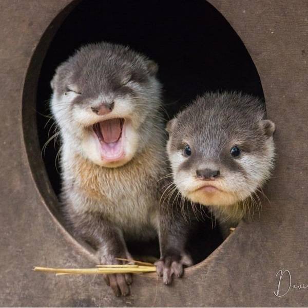These guys are criticizing a live Shakespearean theater performance. Otter-thello. - meme