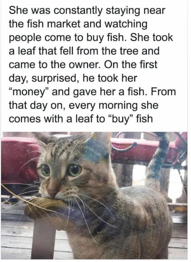 Kitty buying fish - meme