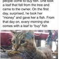 Kitty buying fish