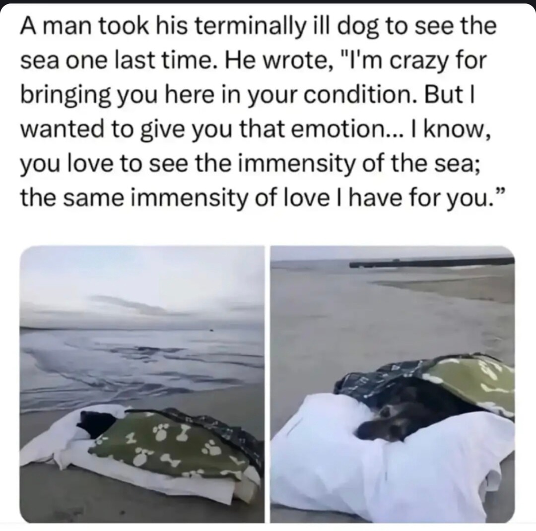 Man took his dying dog to see the ocean one last time, I’m not okay - meme