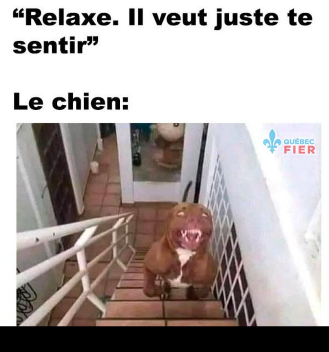 Le chien  - meme