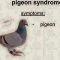 do you have pigeon syndrome?