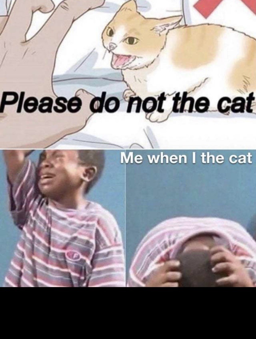 he the cat oh no - meme