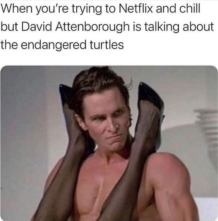 Fuck em turtles - meme