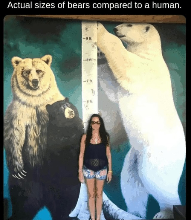 What those claws black bear - meme