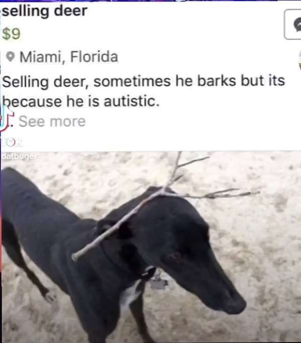 dog I mean deer - meme