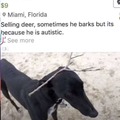 dog I mean deer