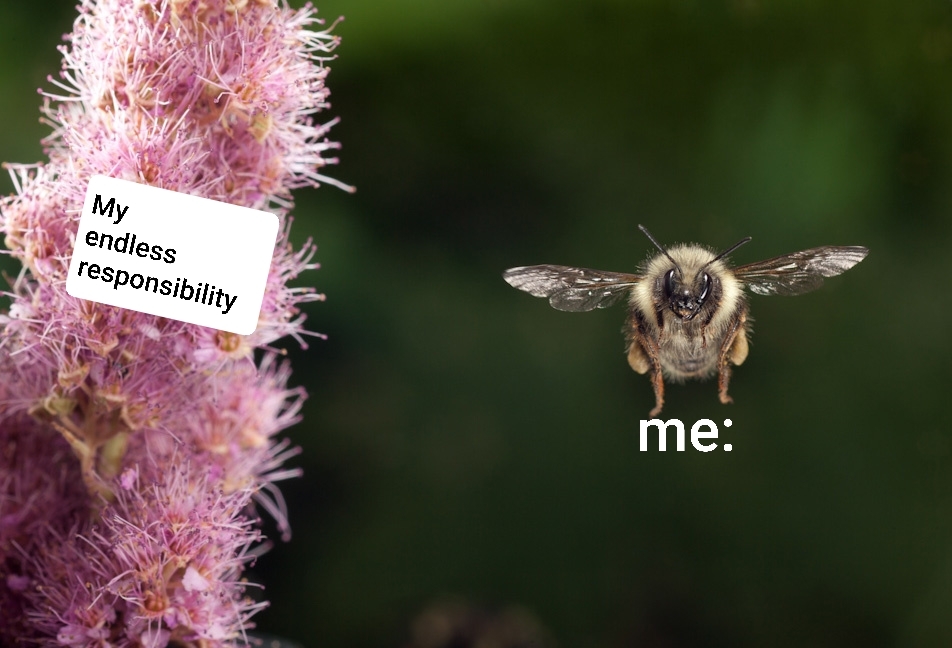 The bee is cute and fluffly - meme