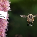 The bee is cute and fluffly