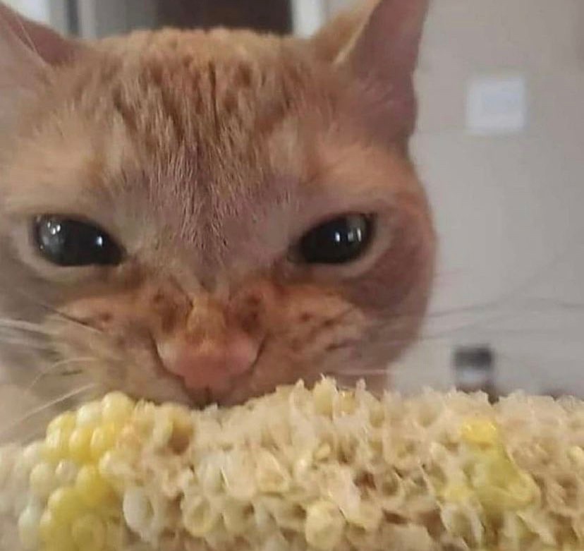 cat do like corn - meme